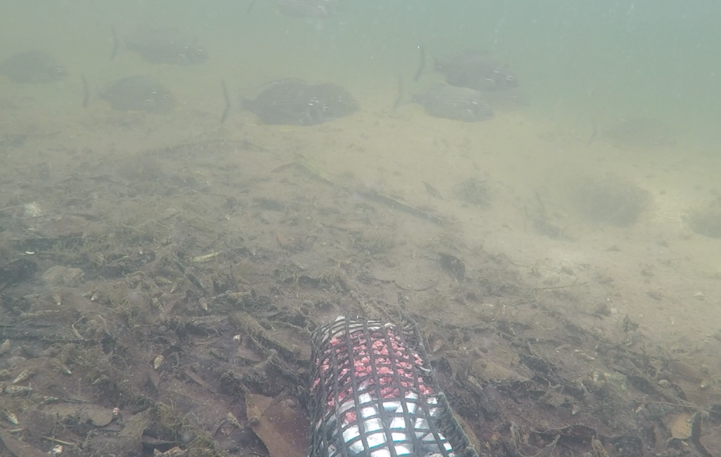 Bream in Brightwater Lake captured by BRUV surveys in 2022.