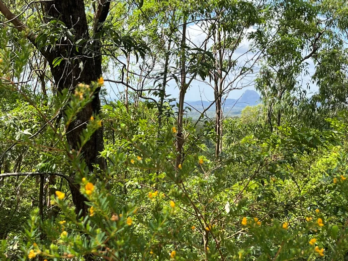 Mountain ‘forever home’ secured for koalas, cockatoos