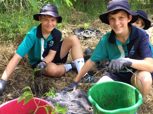 BushCare Sunshine Coast