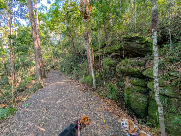 Buderim Tramway Trail