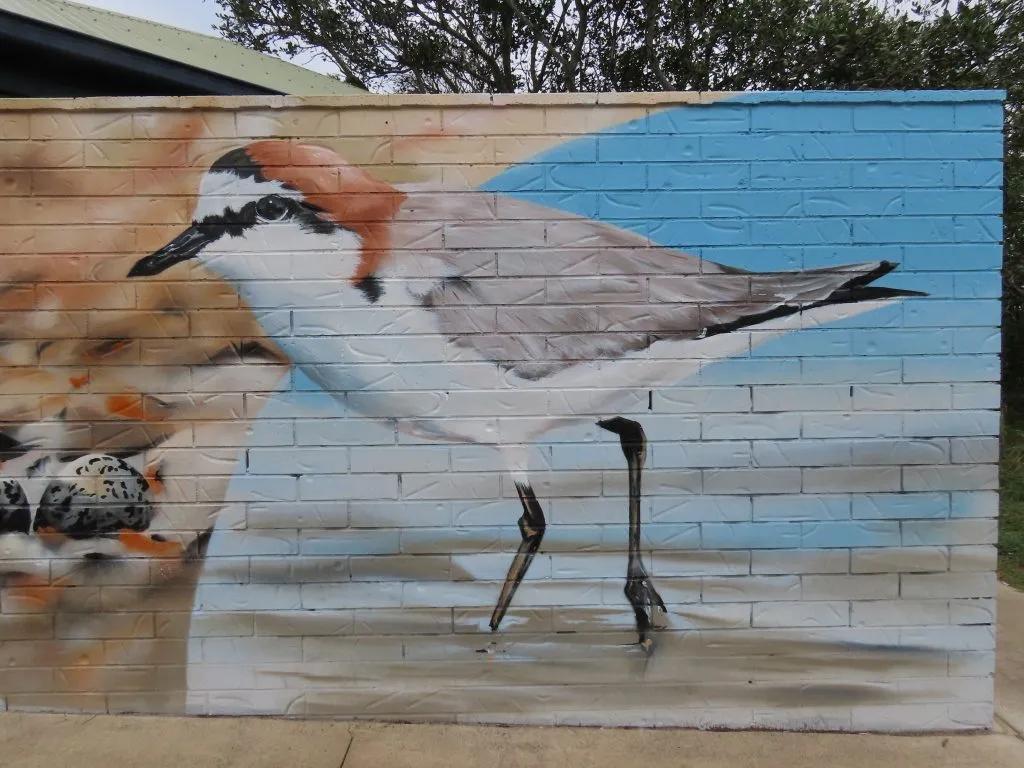 
North Shore Mural Red-capped Plover