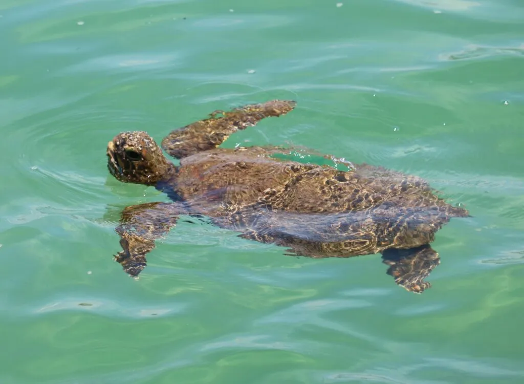 Loggerhead-Turtle-1024x750.jpg