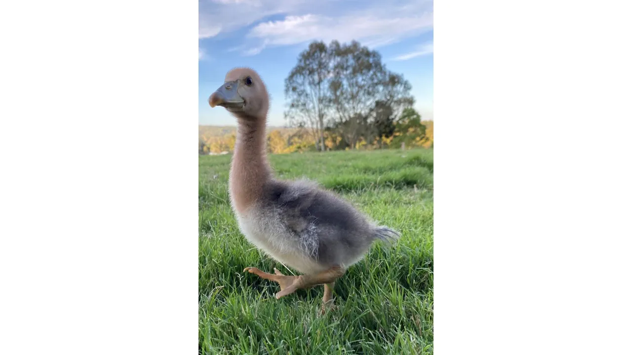 A Magpie Goose gosling