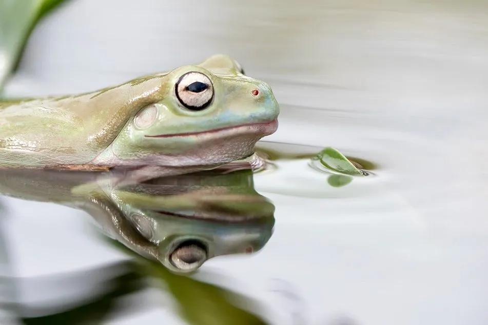 Green-tree-frog-edited.jpg