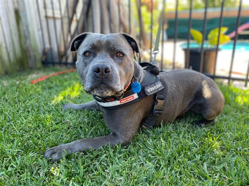 Buddha-the-Staffy-2.jpg