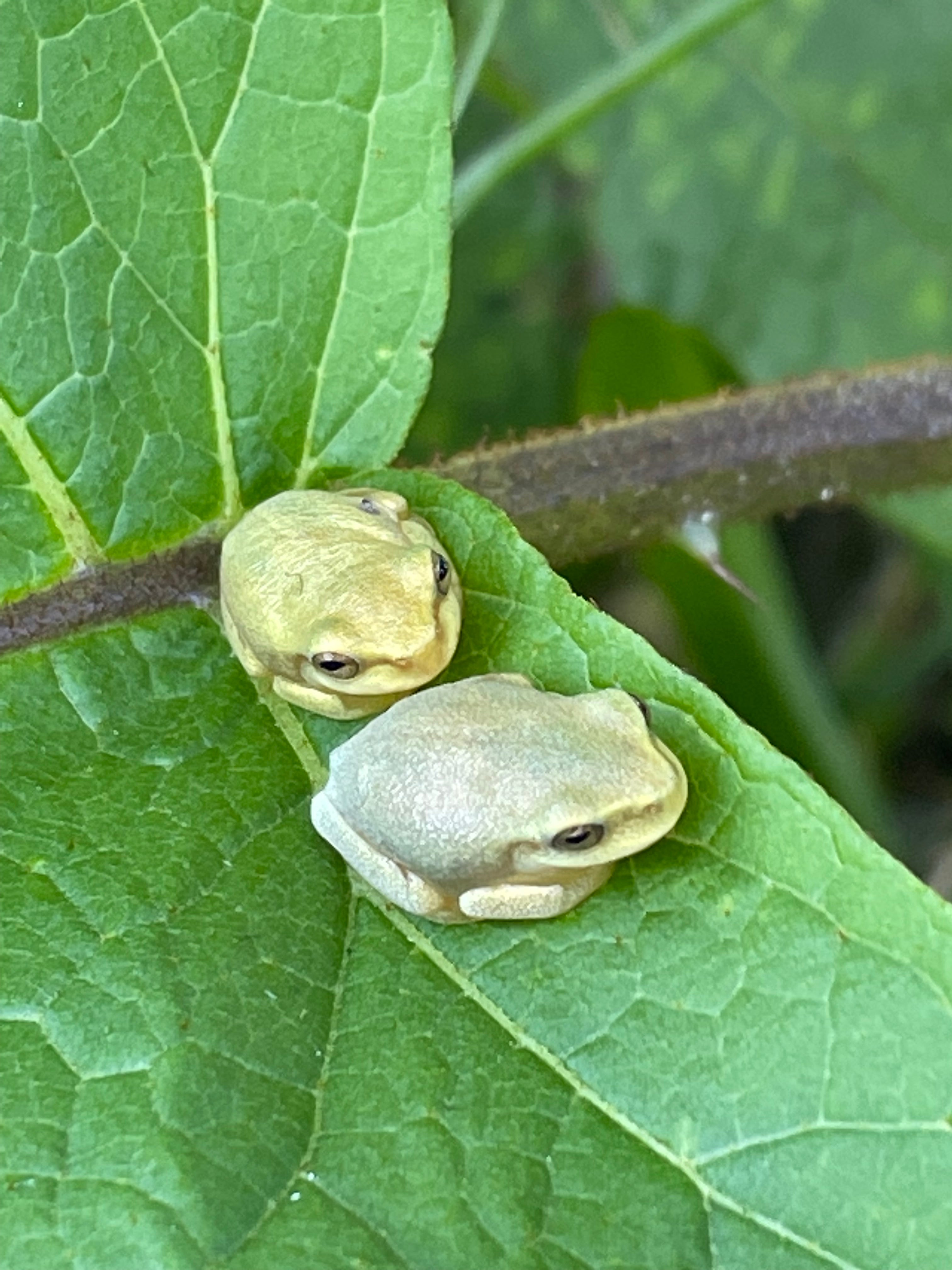 Two juvenile graceful tree frogs.