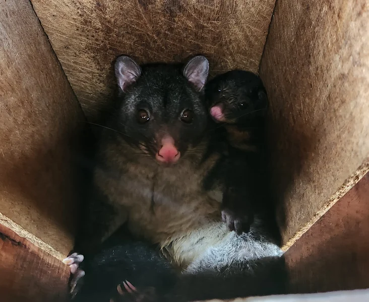 Brushtail Possum mother and baby snuggled in and cosy in the nesting box.