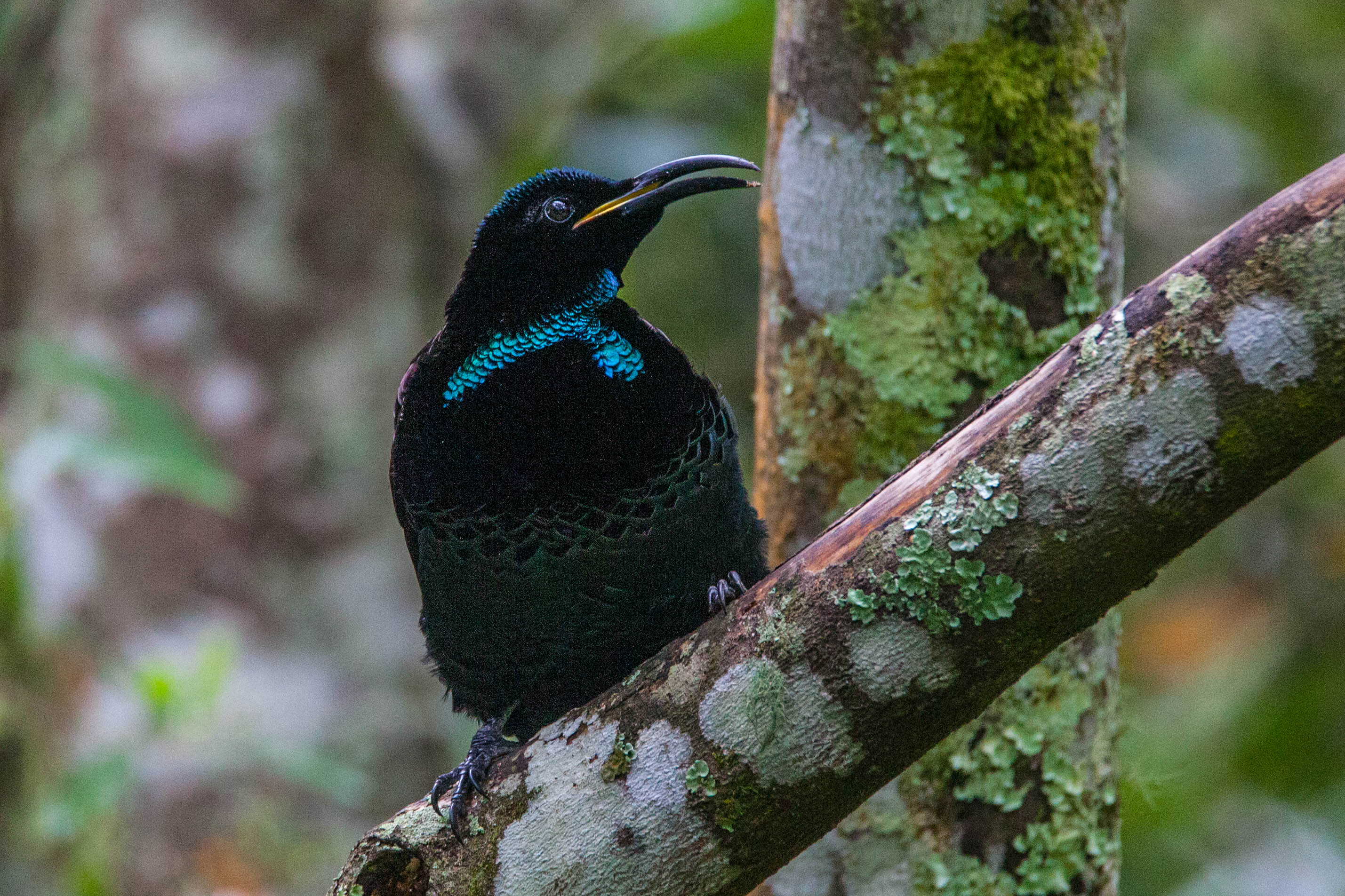 A paradise riflebird in a tree.