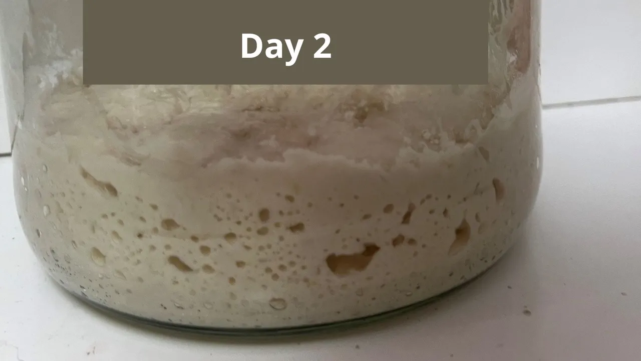 day 2 sourdough starter