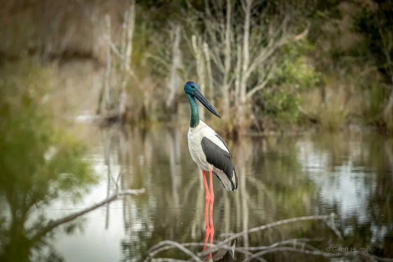 Jabiru-Photo-credit-G.-Hunter.jpg