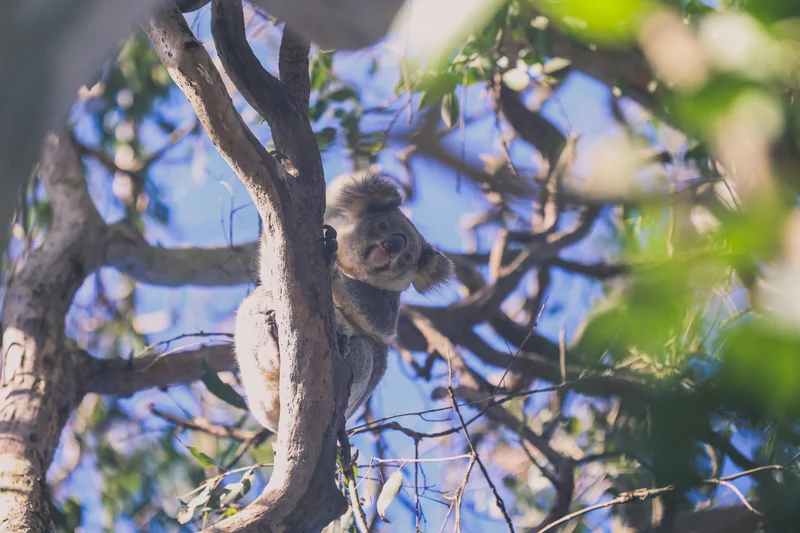 Sunshine Coast koala looking down from a tree. Blue sky in the background.