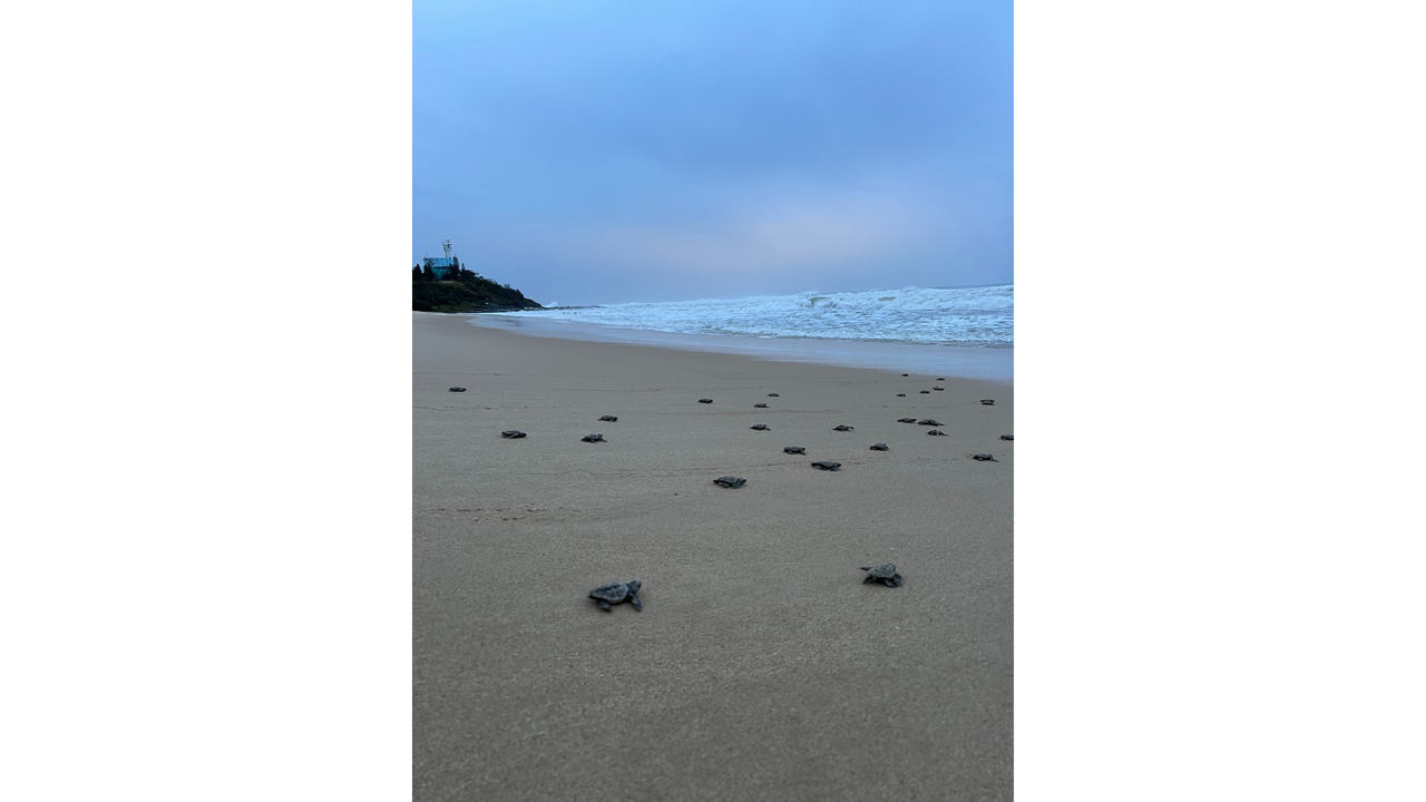 turtle%20nests%20at%20Buddina.png