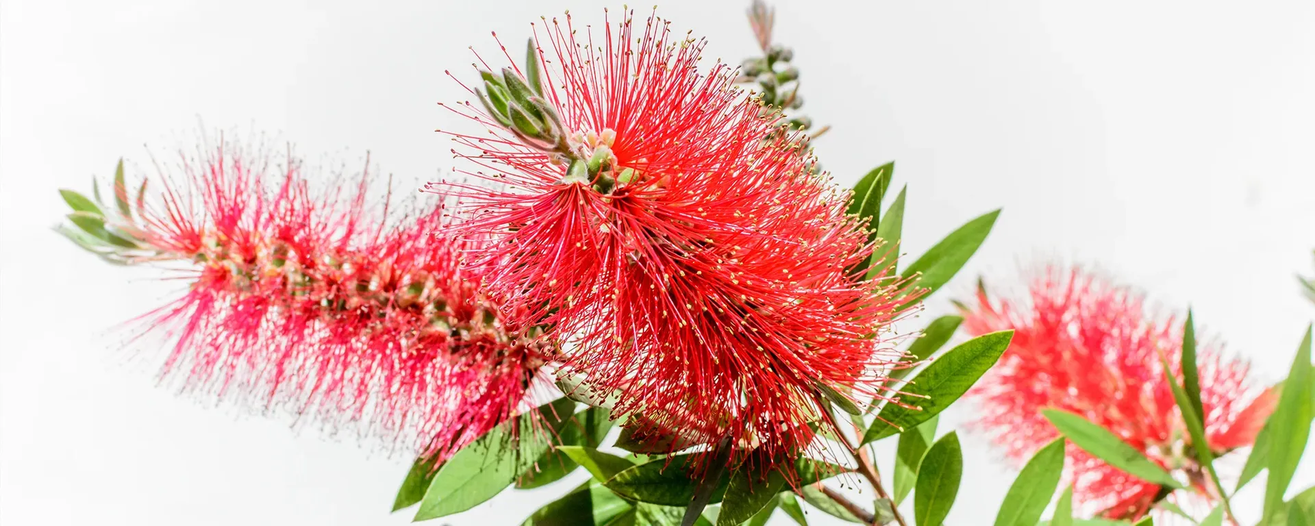 Botany for Beginners