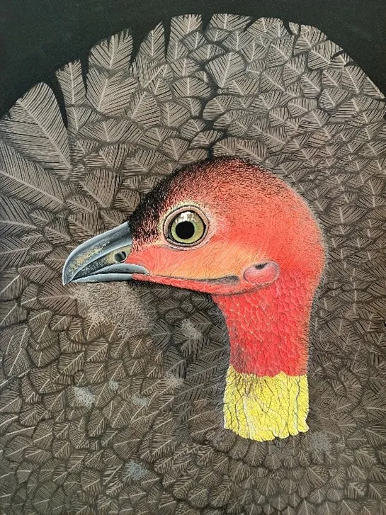 Australian-brush-turkey.jpg
