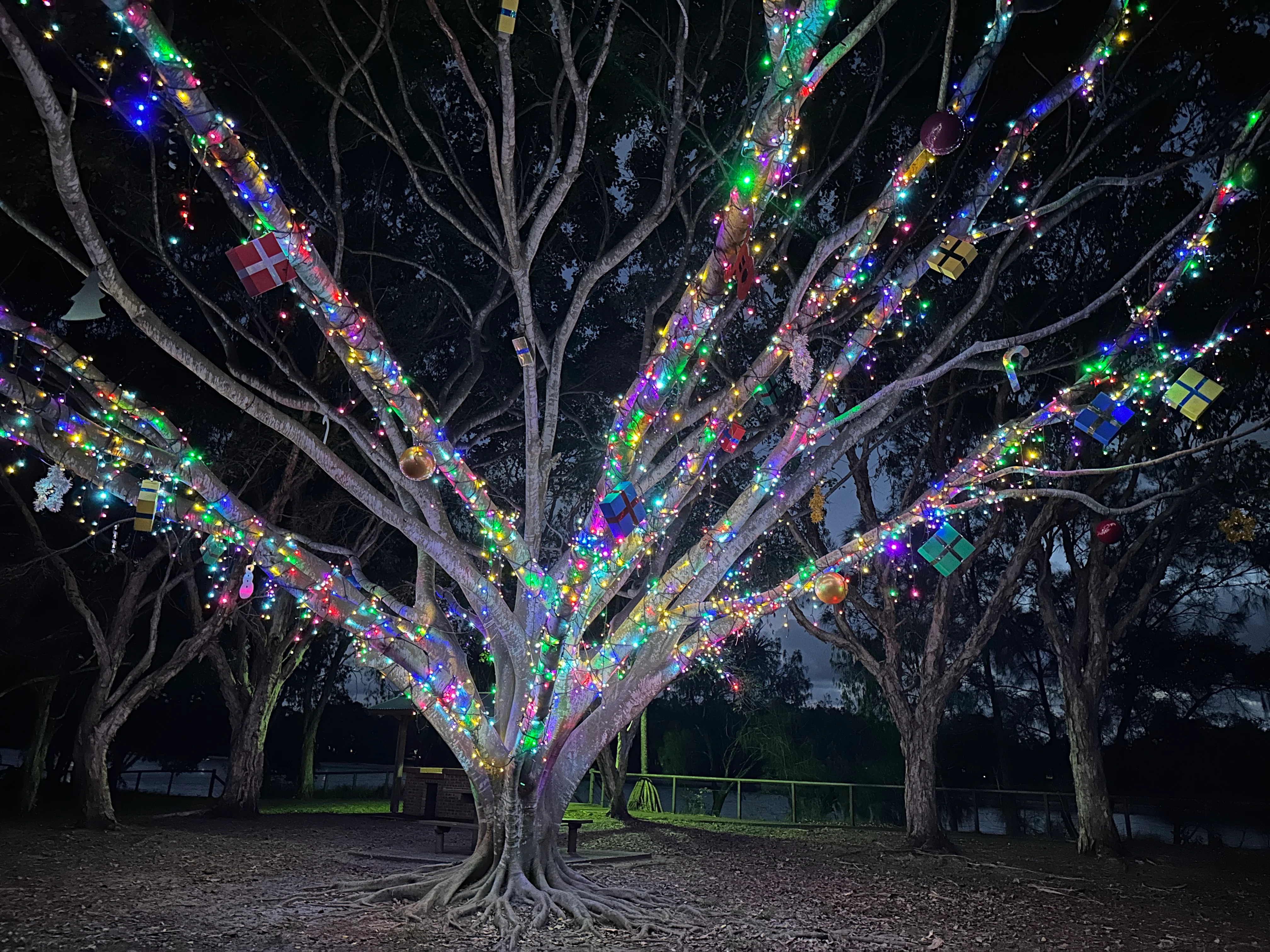 Where you can see festive lights sparkle