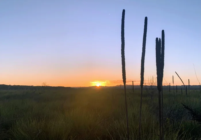 Step into nature: a 5km wetlands walk