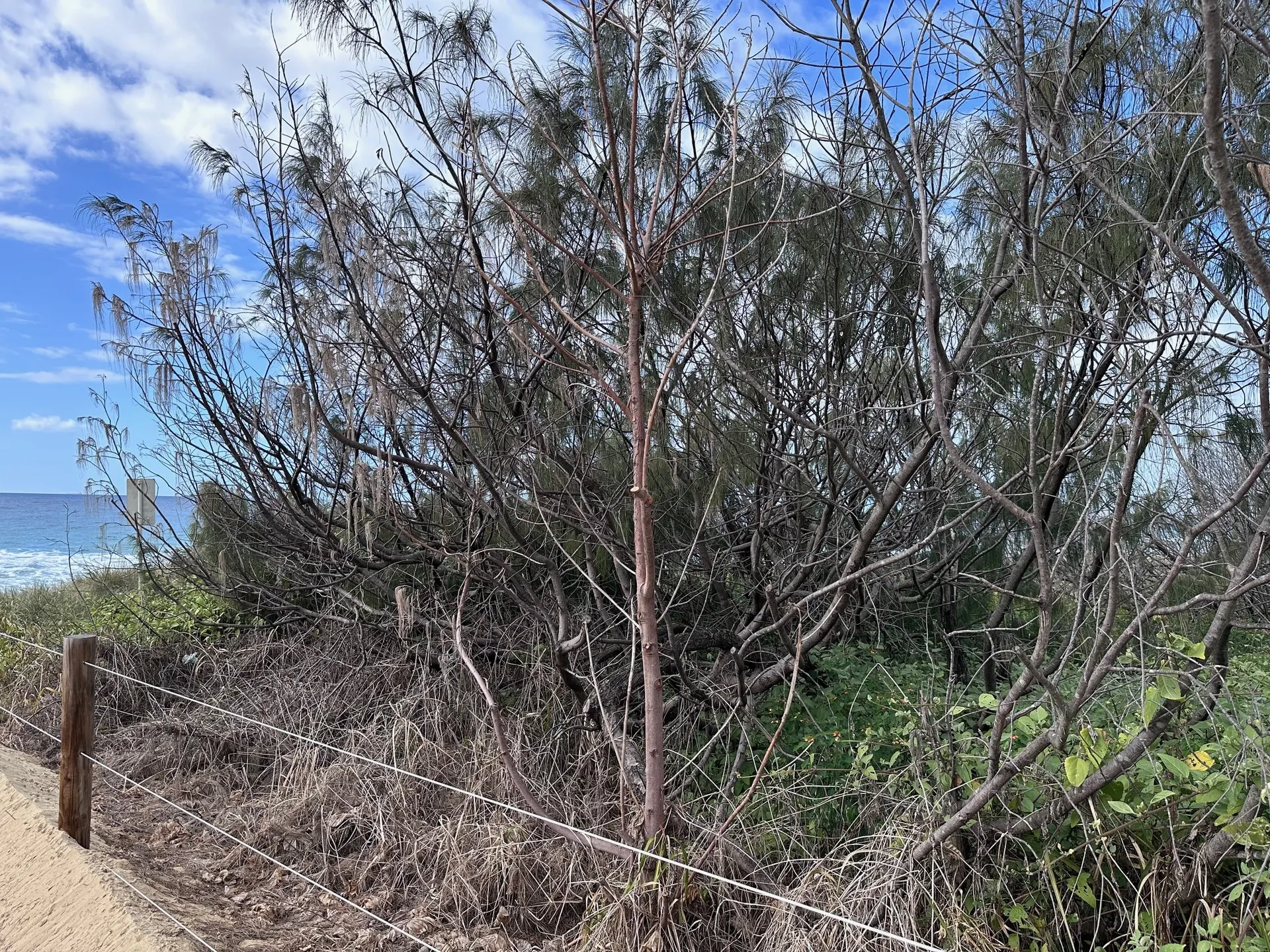 Some%20of%20the%20Buddina%20deliberate%20damage.jpg