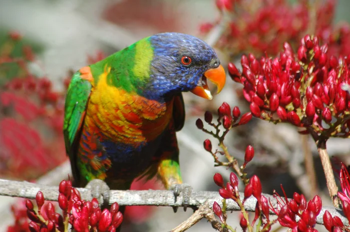 Nature's Party Season - Rainbow Lorikeet