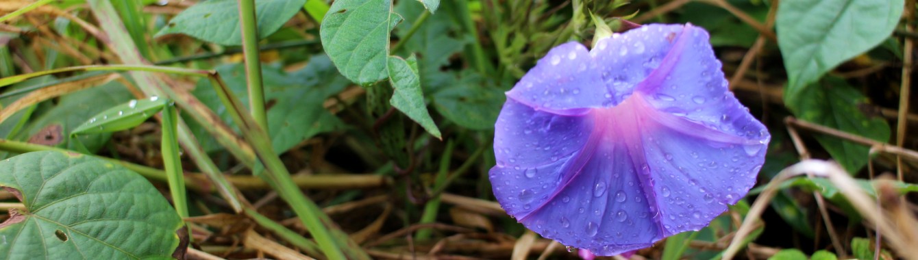 Drops of water on purple flower 