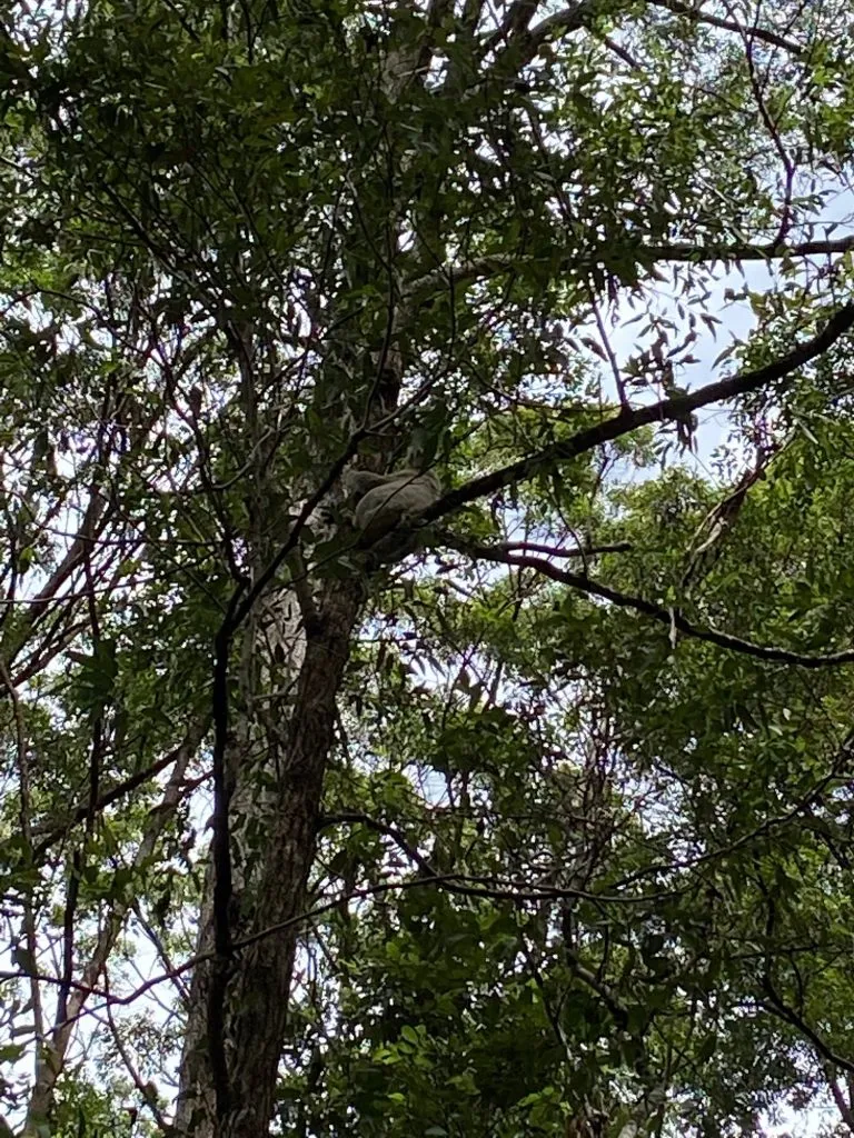 Koala-spotted-in-the-tree-Copy-768x1024.jpg