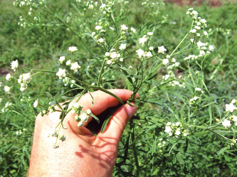 A hand holds the stem of a parthenium plant in flower.