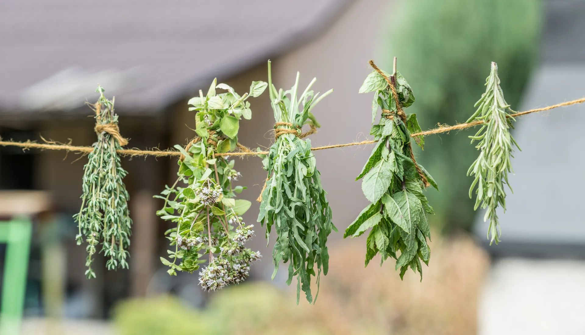 herbs drying on a line