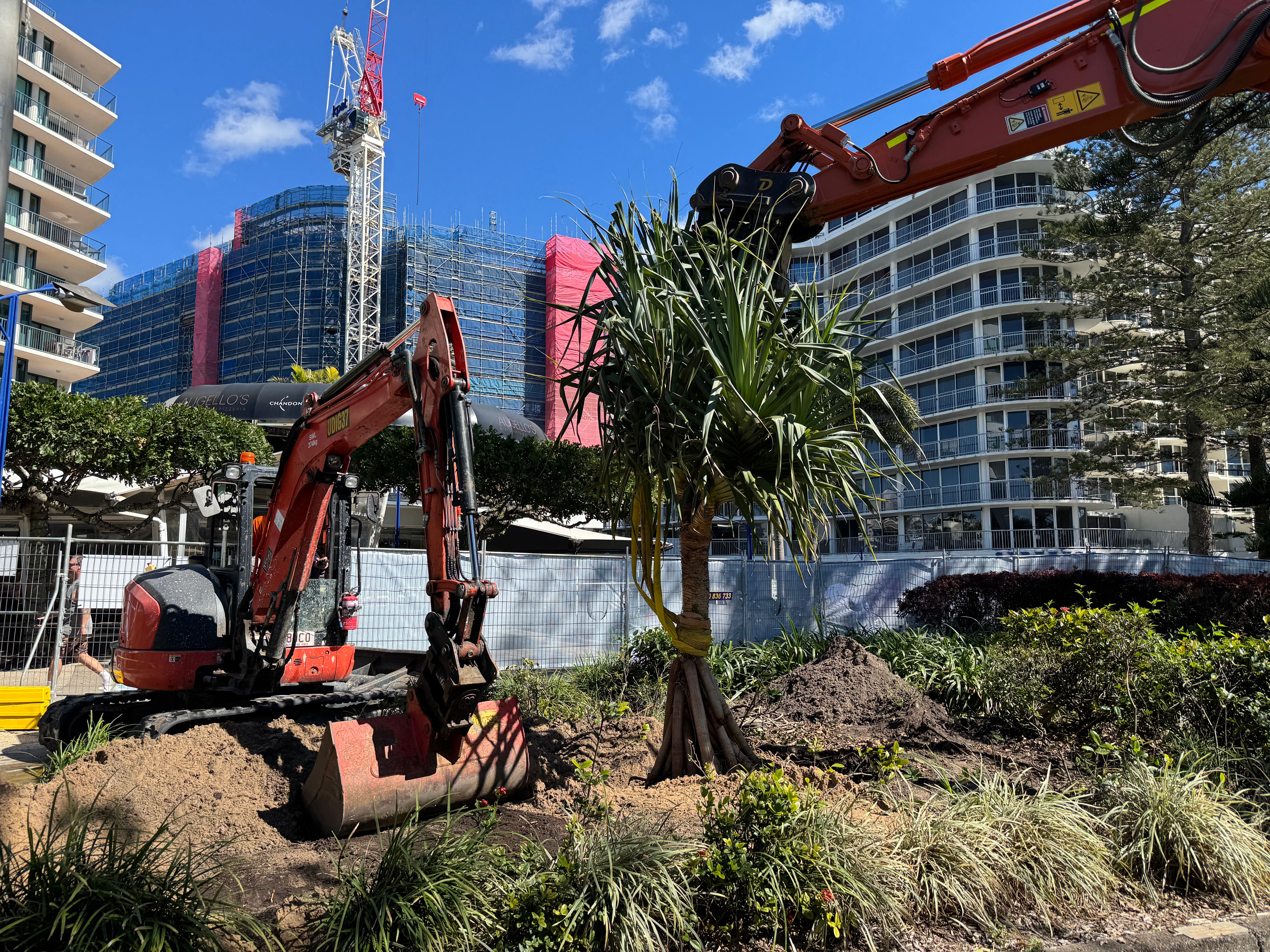 Pandanus tree being inserted into the ground. 