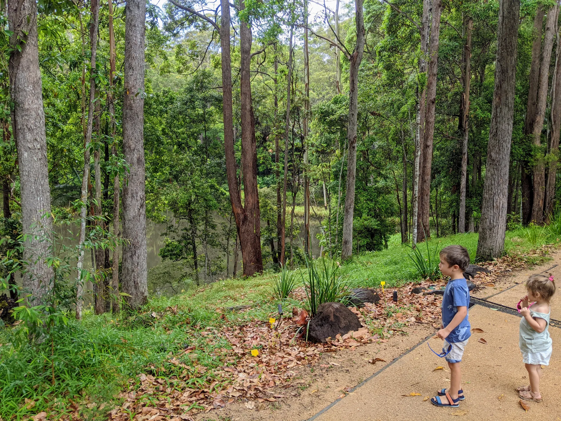 Maroochy Bushland Botanic Garden, Lagoon Walk