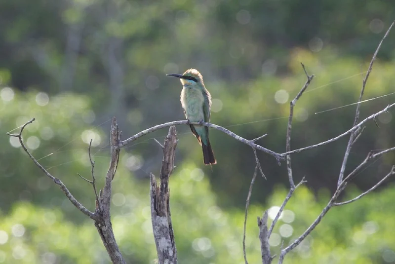 Rainbow-bee-eaters.jpg