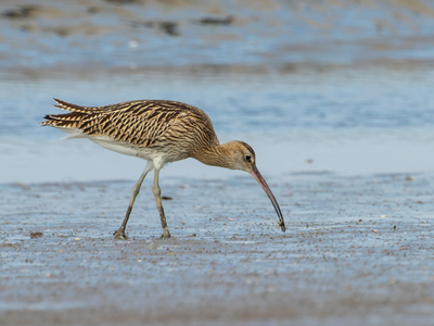 a shorebird (curlew) feeding in the wet sand