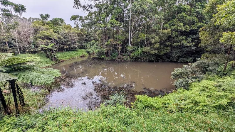 Maleny Trail to Reynolds Crossing