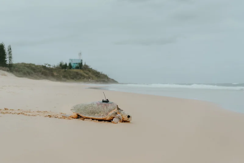 Meet Bullumby - a critically endangered loggerhead turtle.