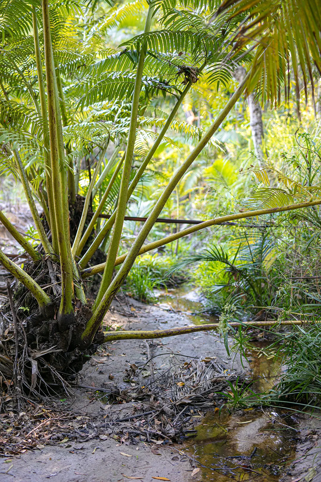Illiad%20BushCare%20Group%20Buderim%20%281%29.jpg