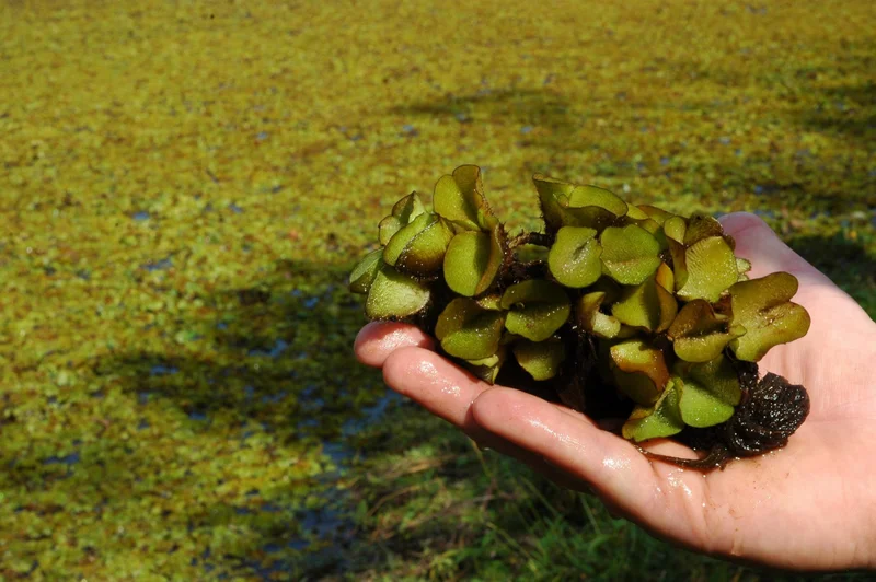 Salvinia-molesta-scaled.jpg