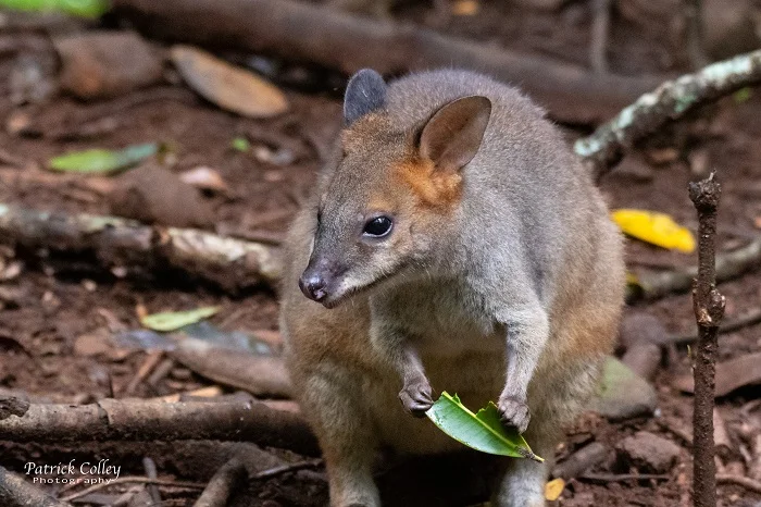 Mary-Cairncross-Red-legged-Pademelon-5-MCSR-Patrick-Colley_medium.jpg