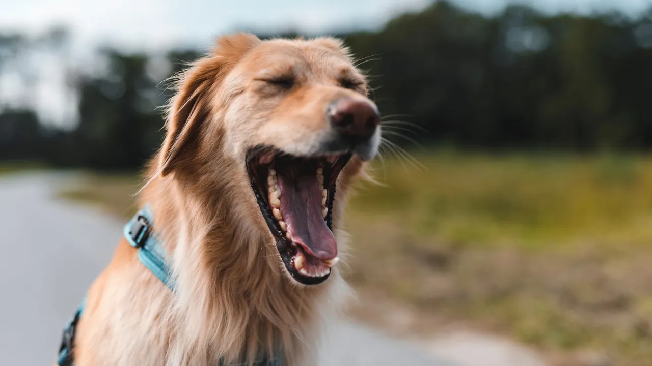 Dog%20yawning.jpg