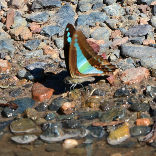Blue triangle puddling - Carmel Wirth.png