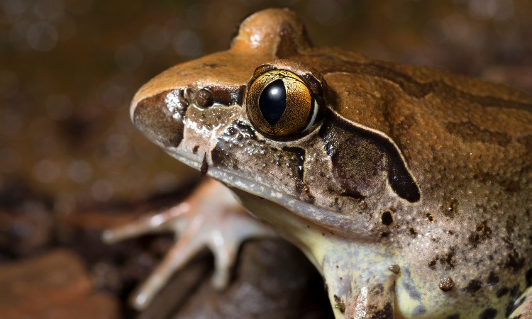 Giant barred frog (Mixophyes iteratus)