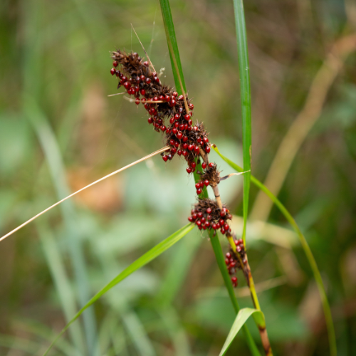 Sword Grass Gahnia aspera square - Ben Lockens.png