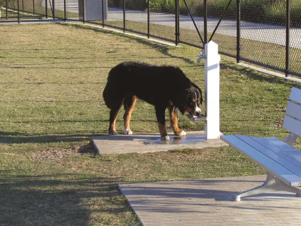 Image-1_dog-exercise-area.jpg