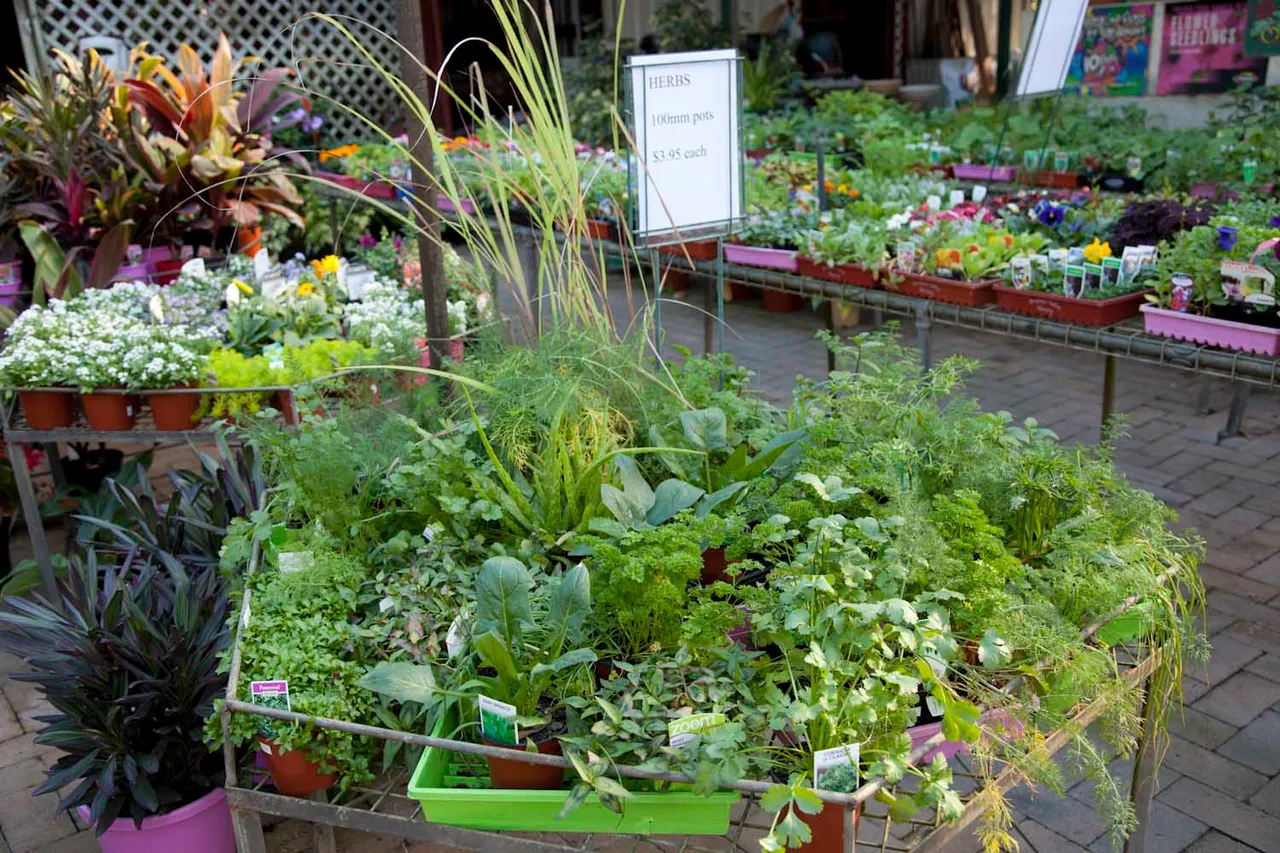 Herbs in pots at a nursery