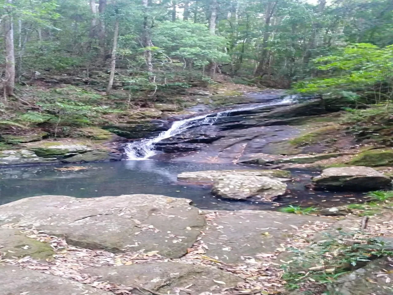 Kondalilla National Park Rock Pools Walk