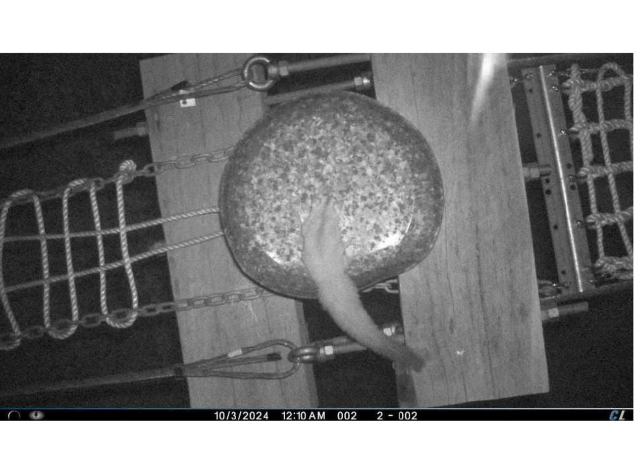 A black and white photo taken at night of a squirrel glider using the wildlife bridge at Cresswell Road. 2025.