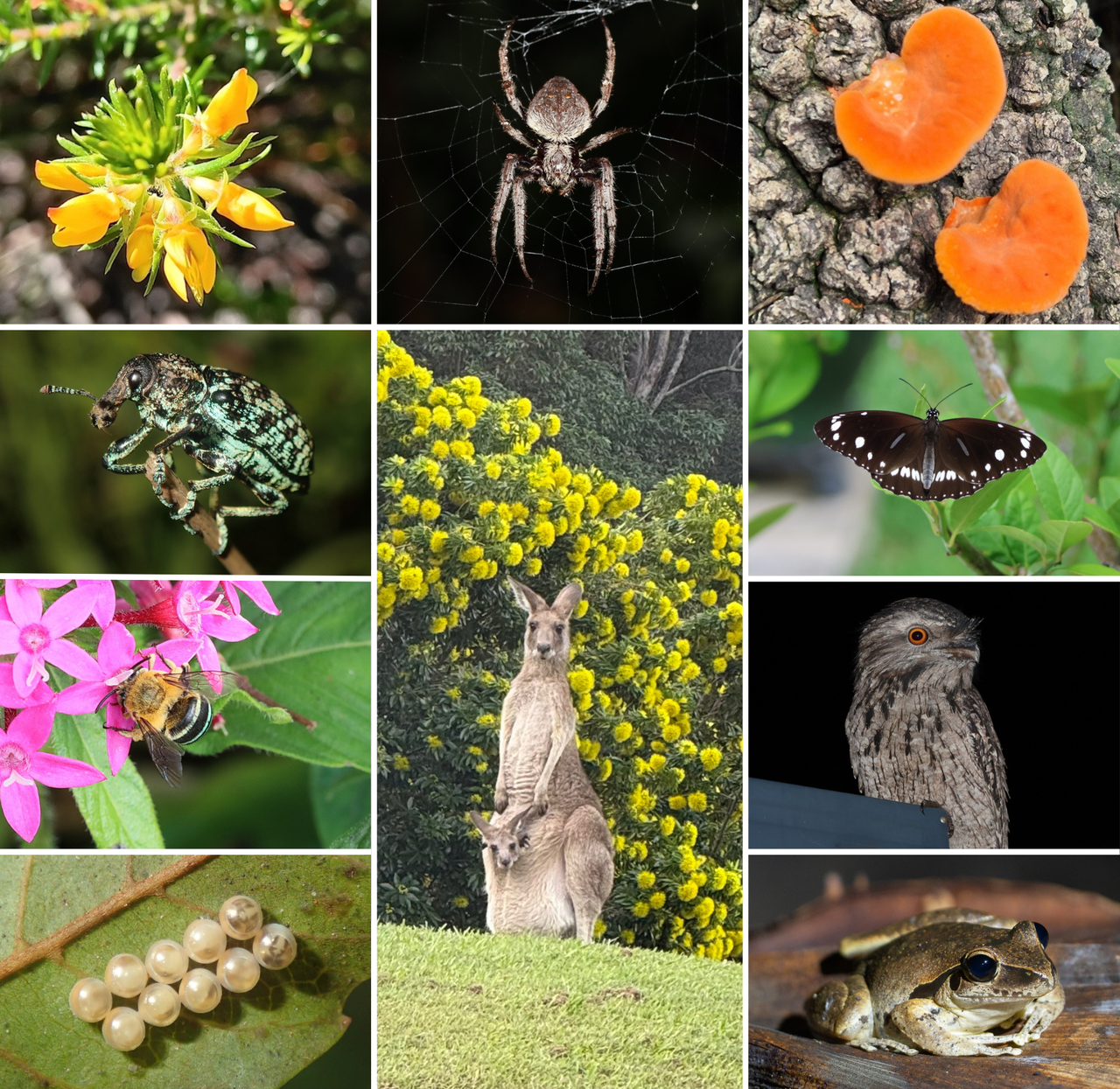 City Nature Challenge entries 2025