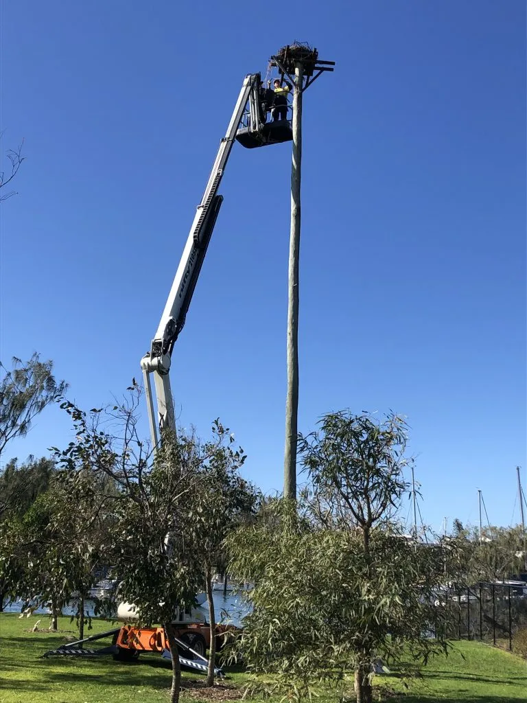 Osprey-nest-repairs-in-progress-768x1024.jpg