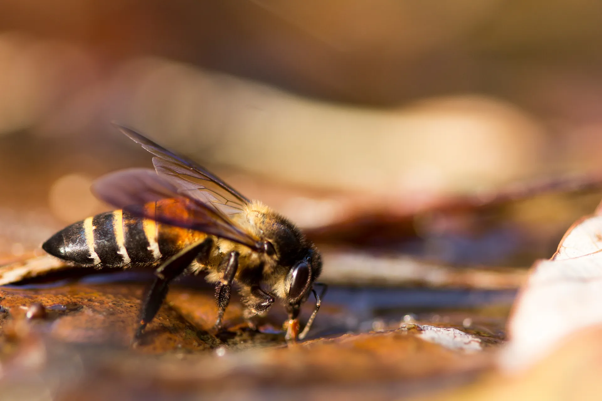 a bee having a drink from a bee bath