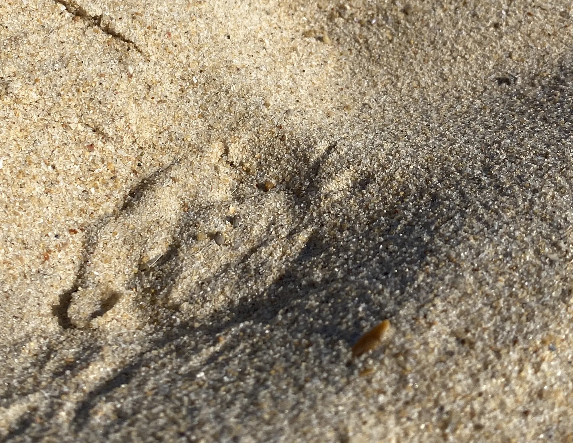 Can you spot the ghost crab hiding in this image? Hint: only its eyestalks are showing!