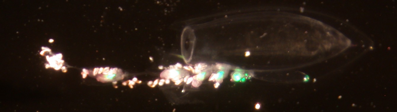 Planktonic life of the Sunshine Coast