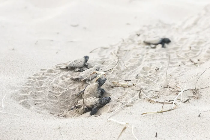 Turtle hatchlings emerging from the sand at Bokarina beach.