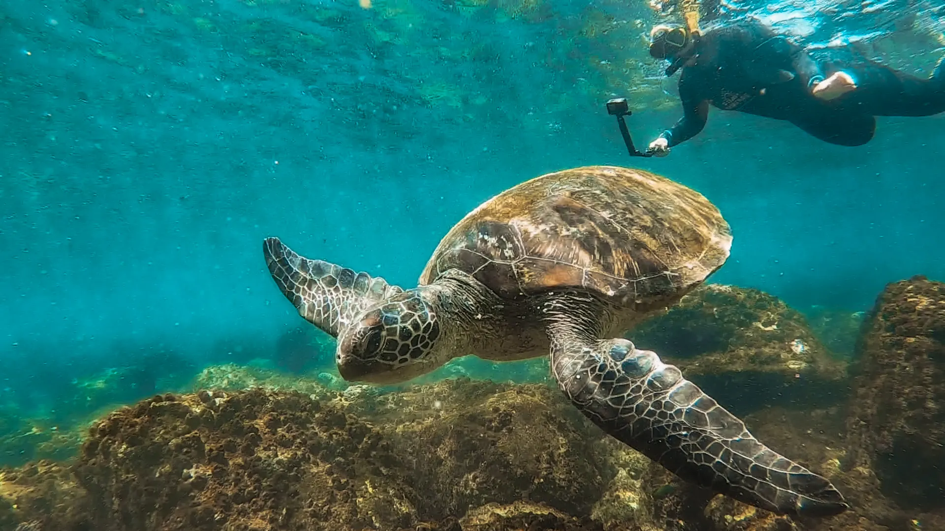 Turtle